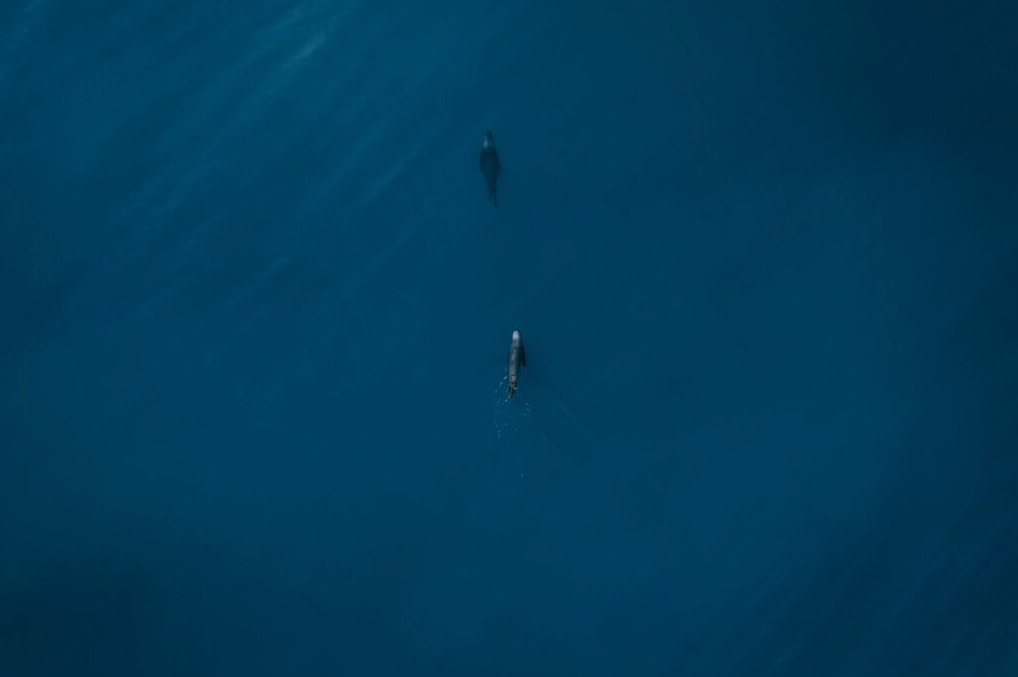 CONJUNTO LOBOS DE MAR