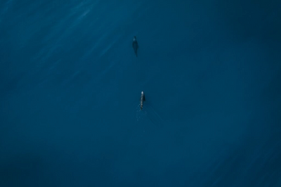 CONJUNTO LOBOS DE MAR