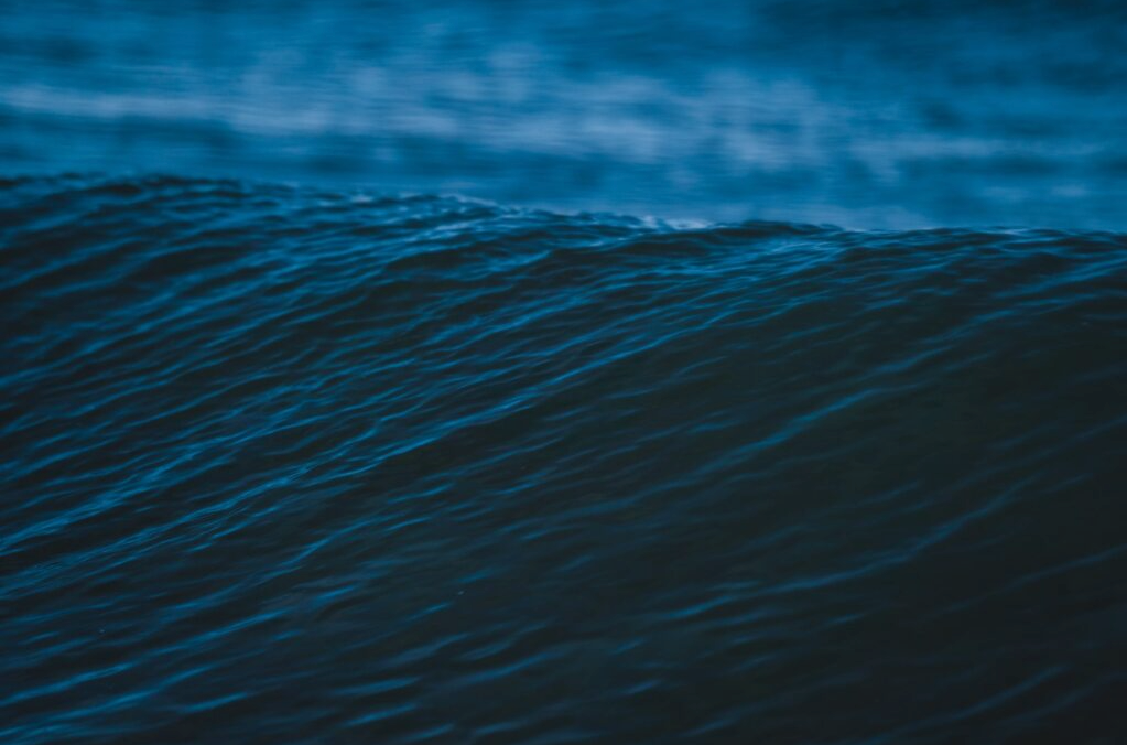 CONJUNTO LOBOS DE MAR