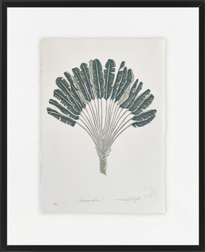 LINOGRAFÍA I
 Árbol Platanero