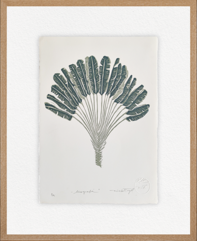 LINOGRAFÍA I
 Árbol Platanero